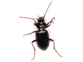 Nebria salina